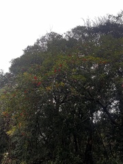 Elaeocarpus japonicus