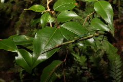 Candovia