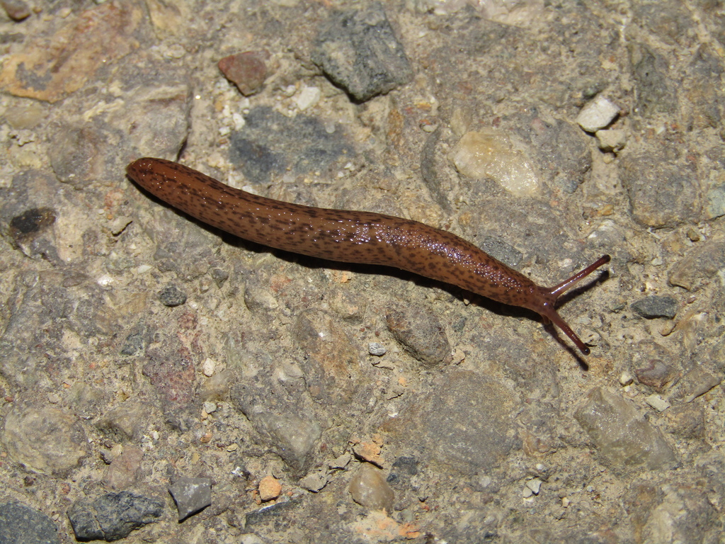 Metalimax
