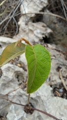 Combretum albiflorum image