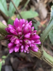 Amischotolype hispida