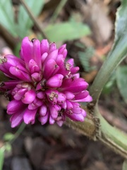 Amischotolype hispida