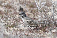 Artemisiospiza belli