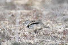 Artemisiospiza belli