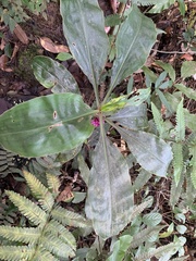 Amischotolype hispida