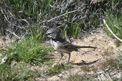 Artemisiospiza belli
