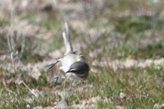 Artemisiospiza belli