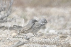 Artemisiospiza belli