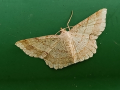 Calletaera subexpressa