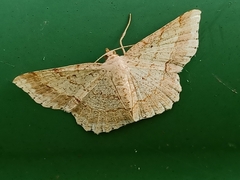 Calletaera subexpressa