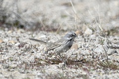 Artemisiospiza belli