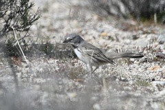 Artemisiospiza belli