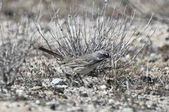 Artemisiospiza belli