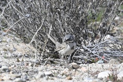 Artemisiospiza belli