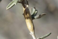 Neolasioptera willistoni