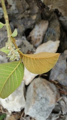 Combretum albiflorum image