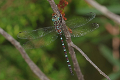 Austroaeschna cooloola