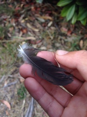 Gymnorhina tibicen