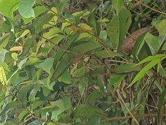 Polyura hebe