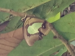 Polyura hebe