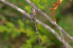 Austroaeschna cooloola