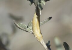 Neolasioptera willistoni