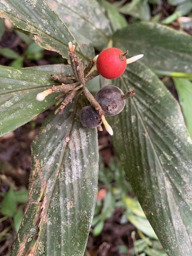 Alpinia rufa observed 2023-02-11