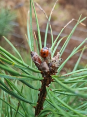 Coccinella quinquepunctata