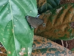Deudorix epijarbas
