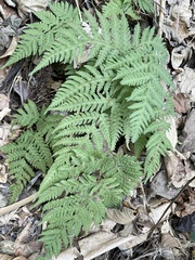 Tectaria devexa