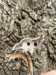 Saturnia pyretorum