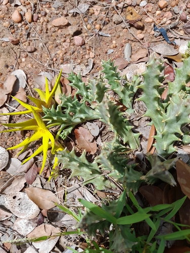 Ceropegia lutea