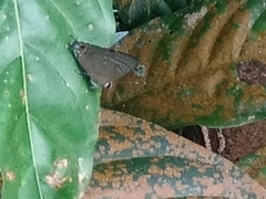 Deudorix epijarbas