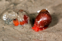 Optediceros breviculum