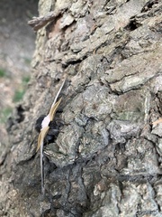 Saturnia pyretorum
