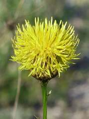 Centaurea orientalis