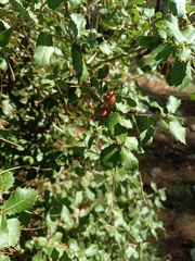 Quercus coccifera