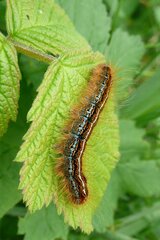 Malacosoma alpicolum