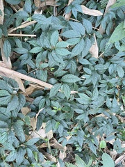 Elatostema cyrtandrifolium