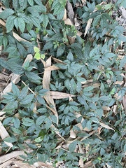 Elatostema cyrtandrifolium