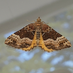 Chrysolarentia lucidulata