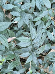 Elatostema cyrtandrifolium