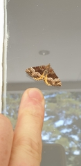 Chrysolarentia lucidulata