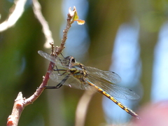 Hemicordulia australiae