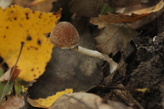 Psathyrella olympiana