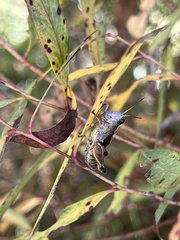 Phaulacridium vittatum