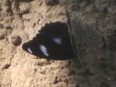 Hypolimnas bolina nerina