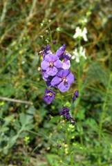 Verbascum phoeniceum