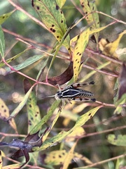 Phaulacridium vittatum