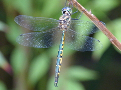 Hemicordulia australiae